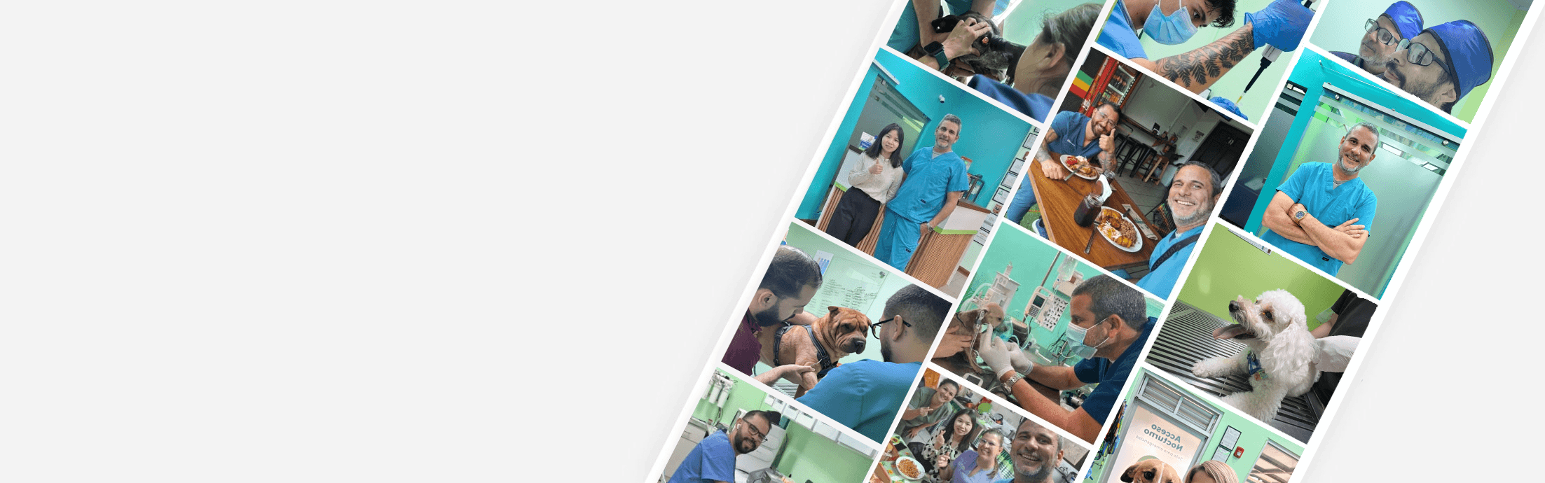 Collage del equipo de El Veterinario trabajando