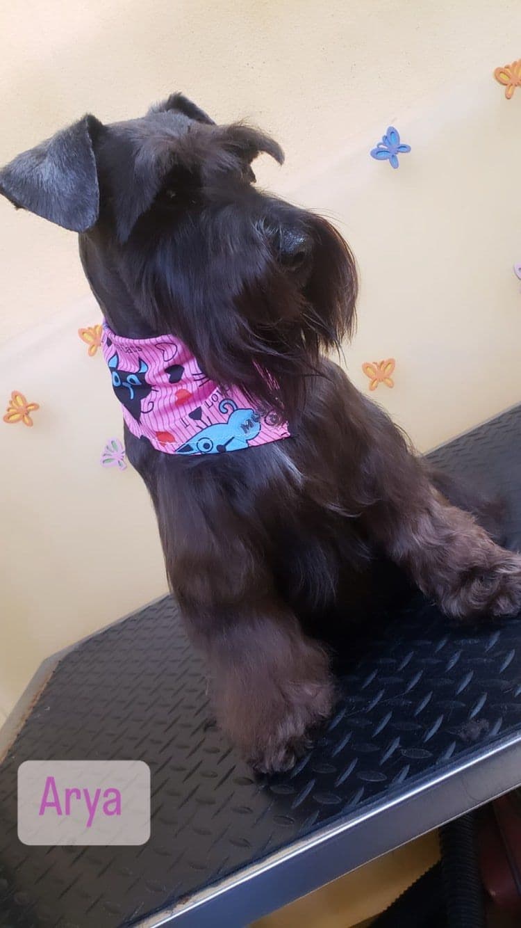 Schnauzer recién arreglado en la peluquería