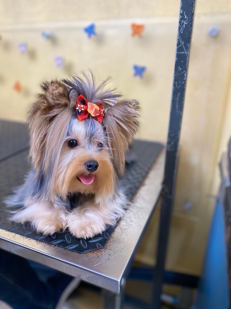 Yorkshire terrier con lazo tras su corte