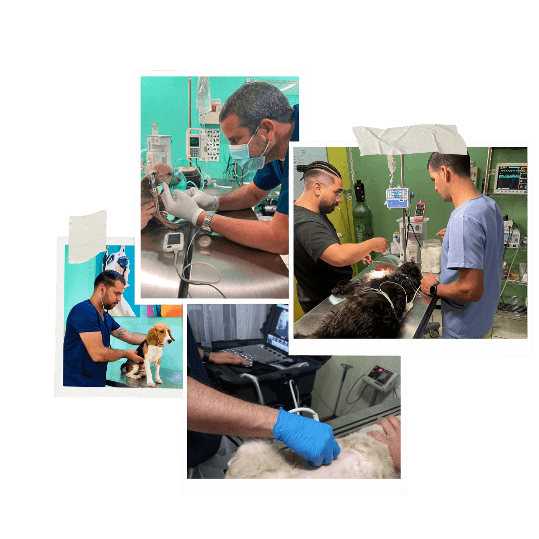 Collage de fotos del equipo veterinario atendiendo mascotas en la clínica