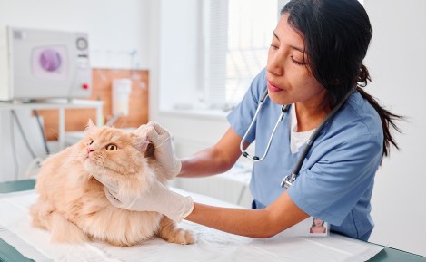 Cómo llevar al gato al veterinario sin estrés