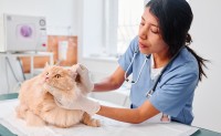 Cómo llevar al gato al veterinario sin estrés